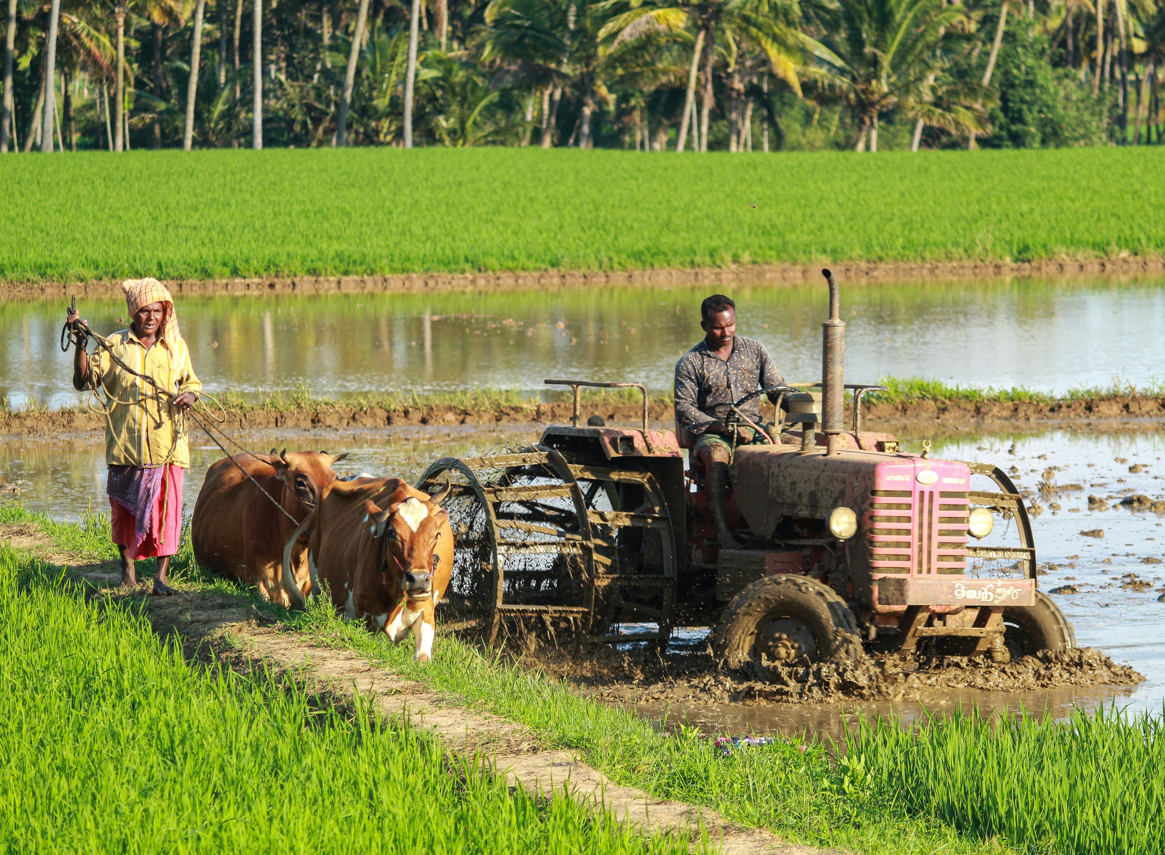 Market Trends: What Crops to Plant in 2024